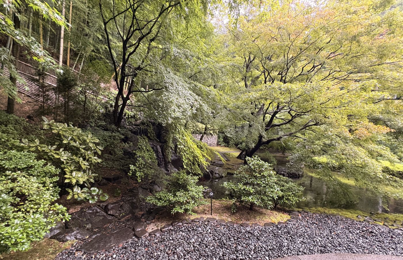 雨上がりの庭の緑と小川